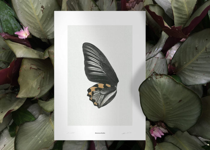 Sun Fluttering N° 1 Print